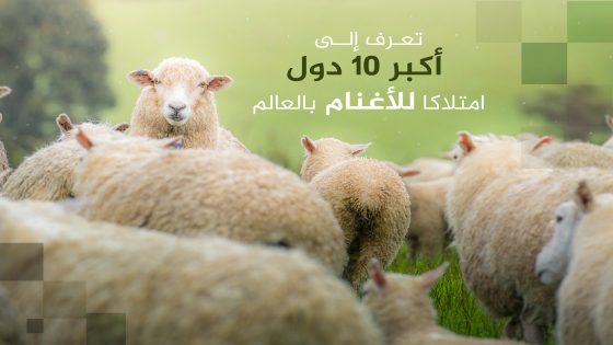 تعرف إلى أكبر 10 دول امتلاكا للأغنام بالعالم بينها بلد عربي – الخليجي نت
