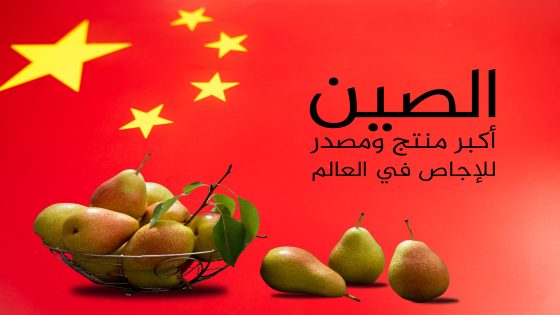 أكبر 10 دول منتجة ومصدرة للإجاص في العالم.. الجزائر الأولى عربيا – الخليجي نت