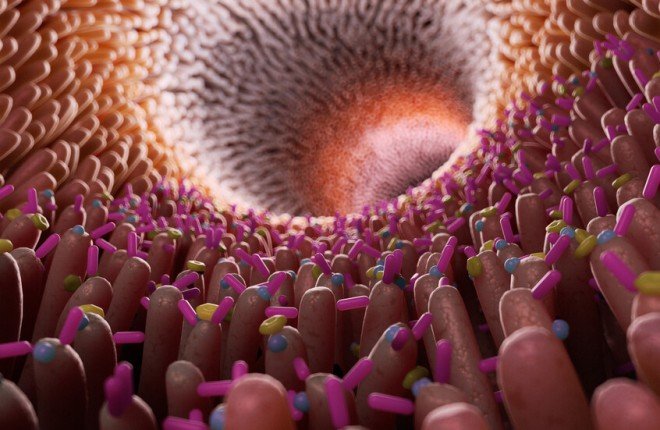 أمل جديد في مواجهة “السموم الخفية”.. بكتيريا الأمعاء قد تخلّص الجسم من المواد الكيميائية المسببة للسرطان		 – الخليجي نت