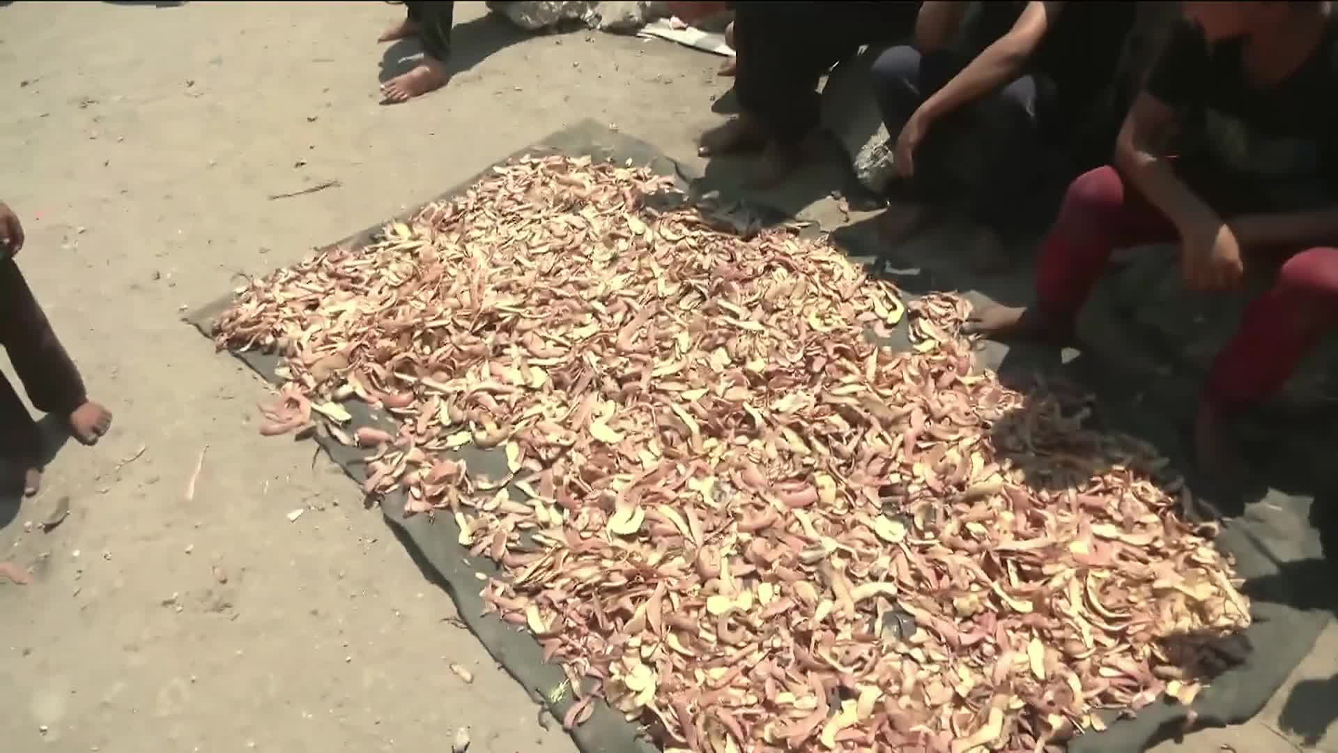 قشور البطاطس أصبحت طعاما للنازحين في غزة للبقاء على قيد الحياة		 – الخليجي نت