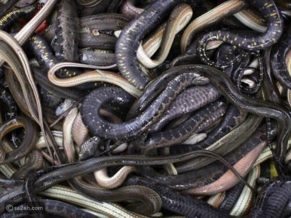 مصر: احباط عملية تهريب لانواع خطيرة من الكائنات الحية من بينها 40 عقربا		 – الخليجي نت