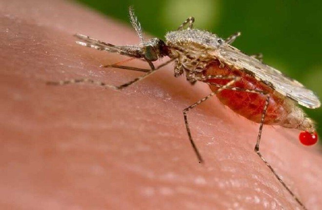 أمراض خطيرة قد تنقلها لدغات البعوض.. ماذا نعرف عنها؟		 – الخليجي نت