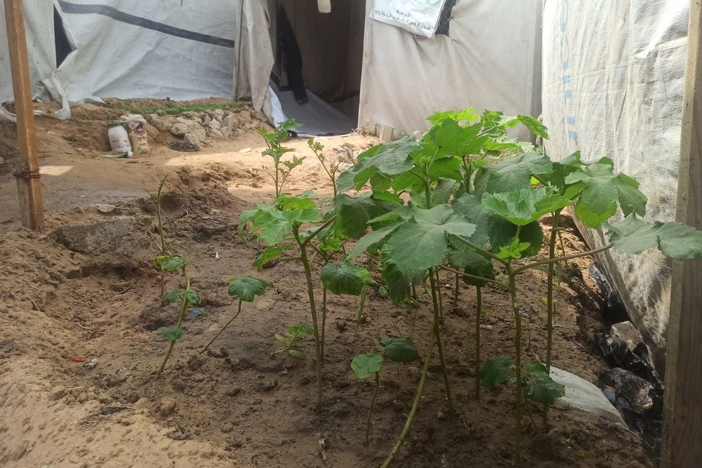 عندما تتحول سلة غذاء غزة إلى خيام ممتدة للنازحين		 – الخليجي نت