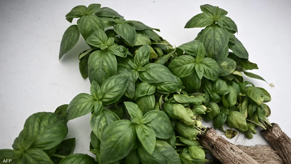 ورقة صغيرة.. عشبة تحميك من السرطان وأمراض القلب		 – الخليجي نت