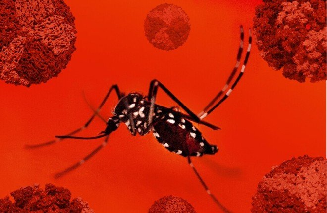 اكتشاف علمي في سنغافورة يمهد لوقف انتشار فيروسات حمى “شيكونغونيا”		 – الخليجي نت