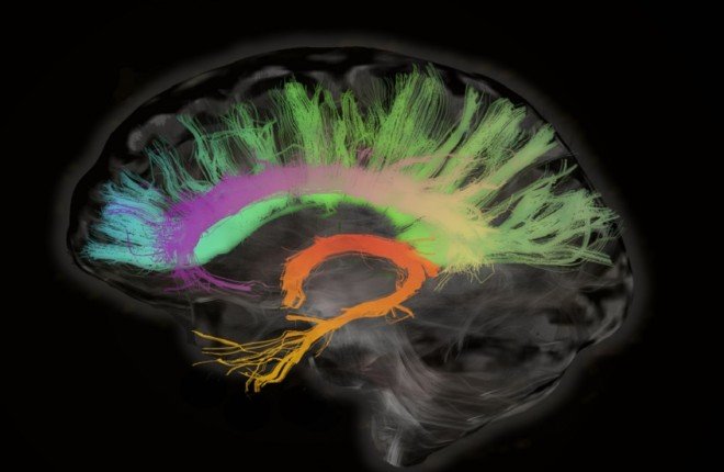 ثورة علمية تكشف أسرار الذاكرة.. آليات جديدة قد تعيد الشباب للدماغ!		 – الخليجي نت