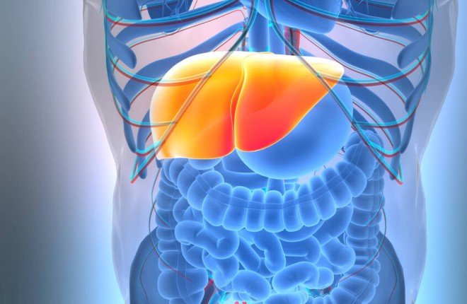 دراسة يابانية.. الشاي الأخضر درع طبيعي ضد مرض الكبد الدهني		 – الخليجي نت