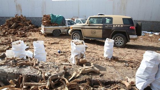 ضبط مواطن لتخزين الحطب المحلي في منطقة المدينة المنورة – الخليجي نت
