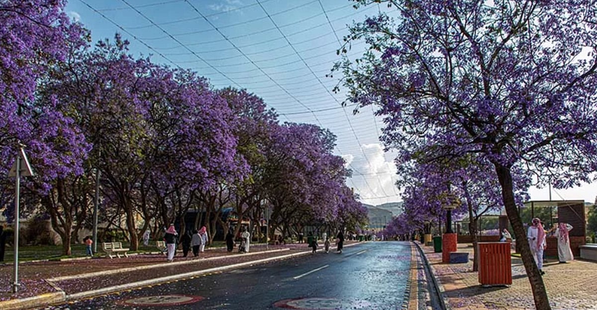 مرشد سياحي: ربط أبها بعواصم المنطقة والعالم أسهم في جذب السياح		 – الخليجي نت