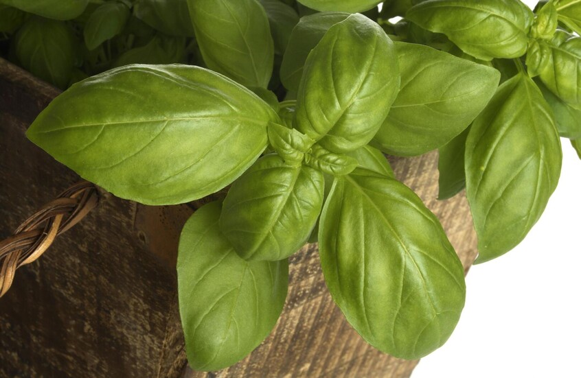 نبات عطري قد يصبح مفتاحا لإبطاء شيخوخة الدماغ		 – الخليجي نت