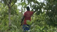 أزمة تسويق الكاكاو تدفع النقابة للضغط على سلطات كوت ديفوار – الخليجي نت