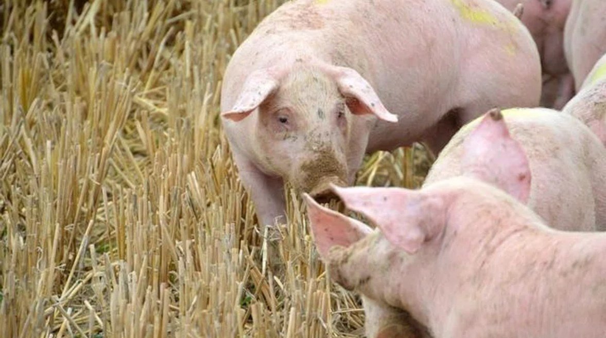 إسبانيا تحذر الصحة العالمية: إنفلونزا الخنازير قد تنتقل بين البشر
                             – الخليجي نت