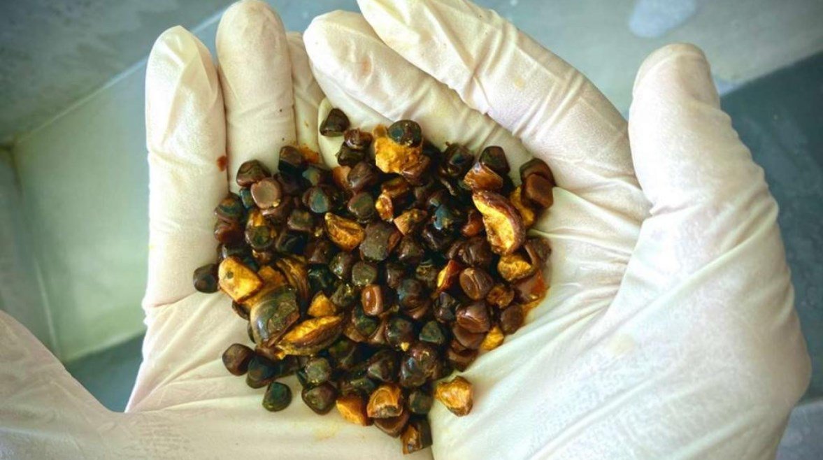 يعالج الأمراض الخطيرة.. كنز طبي في مرارة البقرة أغلى من الذهب
– الخليجي نت