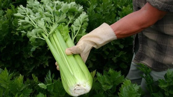 هل الكرفس يخفض ضغط الدم؟.. إليك الكمية المسموح بها – الخليجي نت