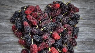 لماذا استخدم الطب الصيني القديم "التوت" في مكافحة السرطان؟ – الخليجي نت