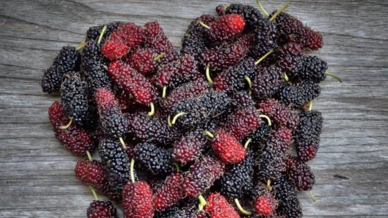 لماذا استخدم الطب الصيني القديم "التوت" في مكافحة السرطان؟ – الخليجي نت