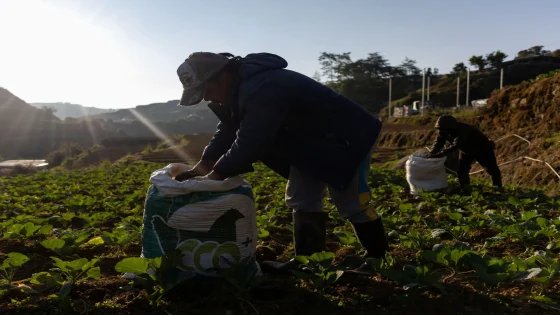 نقص الوقود والأسمدة يهدد أهم سلعة غذائية في آسيا – الخليجي نت