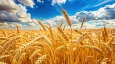 موسم وفير من القمح في سلة الغذاء الأولى بسوريا – الخليجي نت